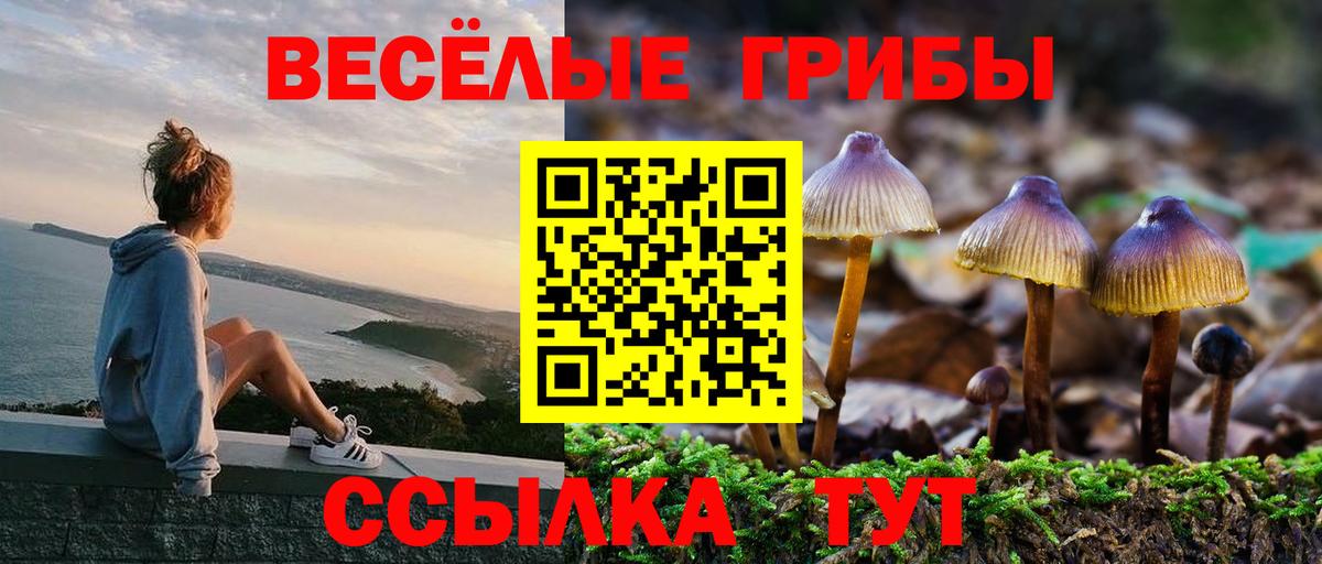 Мыски  Галлюциногенные грибы Psilocybe  Вход с VPN 